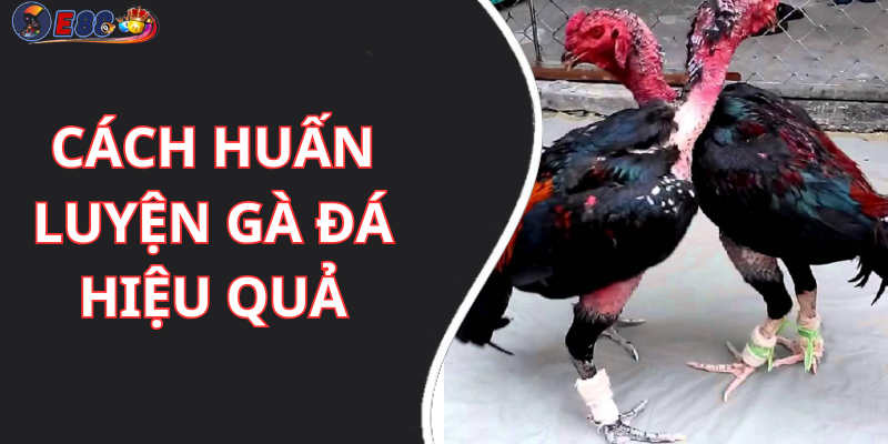 Cách Huấn Luyện Gà Đá Hiệu Quả